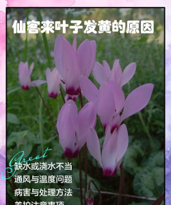 仙客来不发叶子怎么办