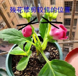 家庭养花用生根粉