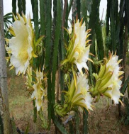 三棱箭那个草什么作用