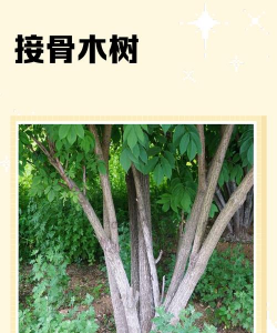接骨木属于树还是什么