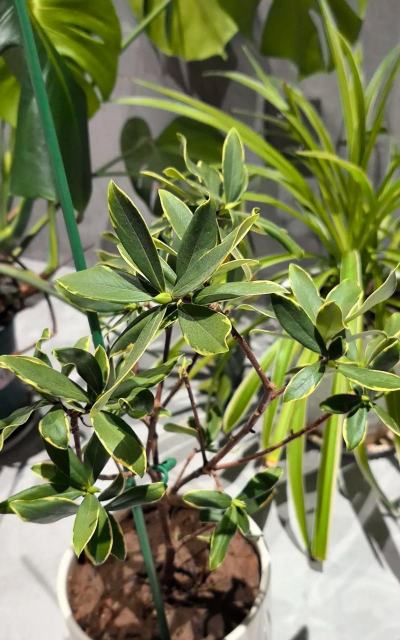 家庭养花用生根粉