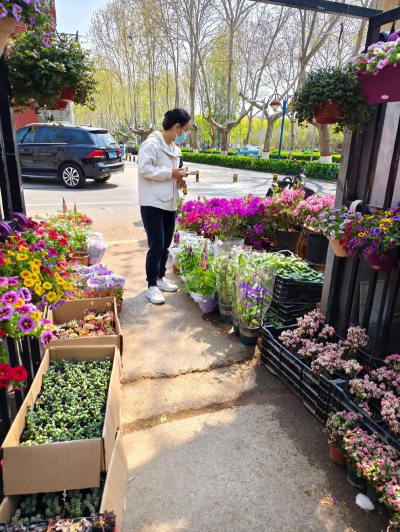 家庭养花用生根粉