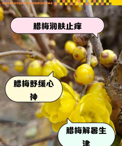 如何买到真腊梅