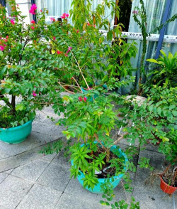 家庭养花用生根粉