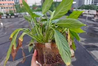 家庭养花用生根粉