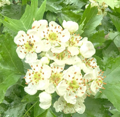 山楂树的花叫什么花