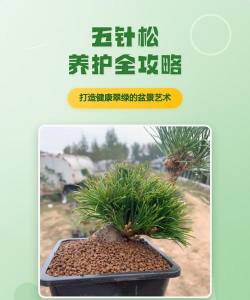 五针松盆景怎么养护常识