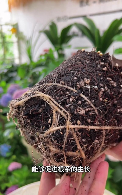 家庭养花用生根粉