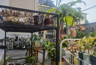 家庭养花用生根粉