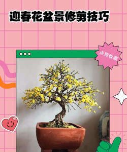 盆栽迎春花冬季怎么养