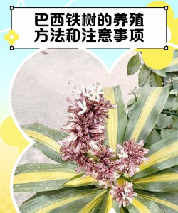 巴西铁树如何养殖