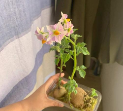 家庭养花用生根粉