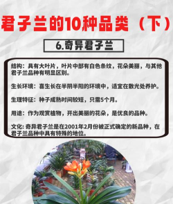 君子兰什么品种头最尖