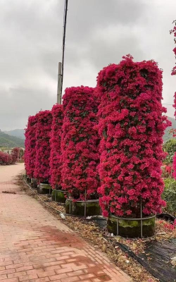 三棱柱花是什么样子