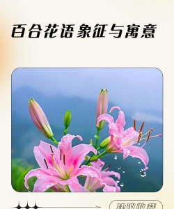 一花两色有什么寓意吗