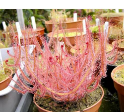 长叶茅膏菜怎么养