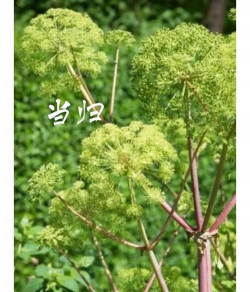 当归鹿茸养花