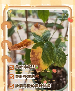 红星花叶子黄了怎么办