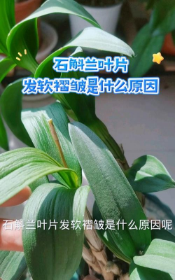 石斛兰叶子发软怎么办