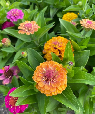 家庭养花用生根粉