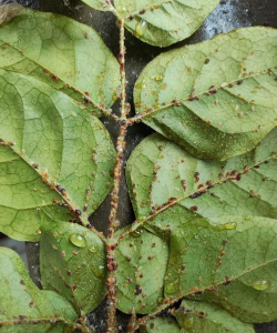 幸福树螨虫长什么样子