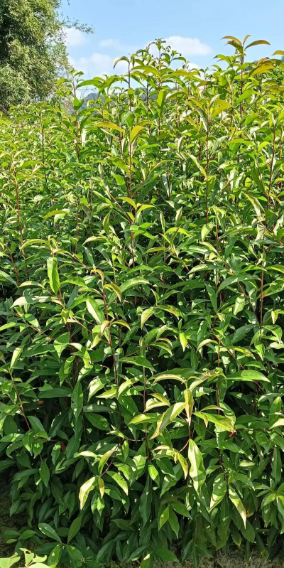 杜英苗防冻保暖措施