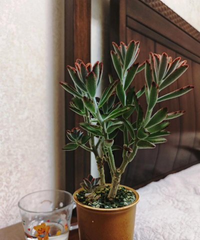 家庭养花用生根粉