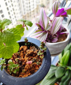 家庭养花用生根粉