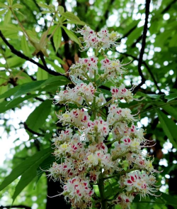 七叶树什么季节开花