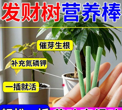 发财树促根用什么肥