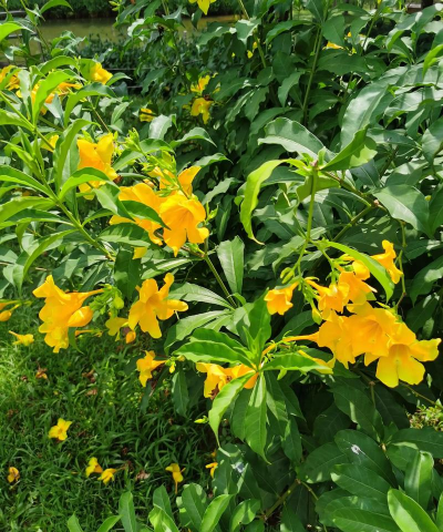 什么花和软枝黄蝉很像