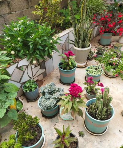 家庭养花用生根粉