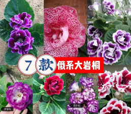 大岩桐还叫什么名字