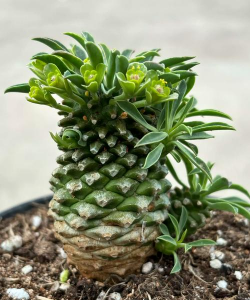 铁甲麒麟主干软了怎么办