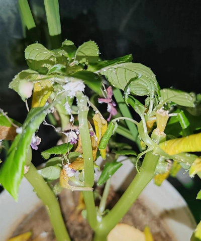 家庭养花用生根粉