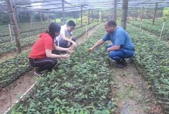 家庭养花用生根粉