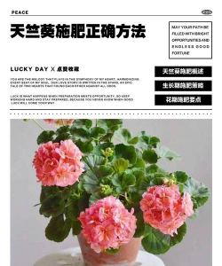 家庭养花用生根粉