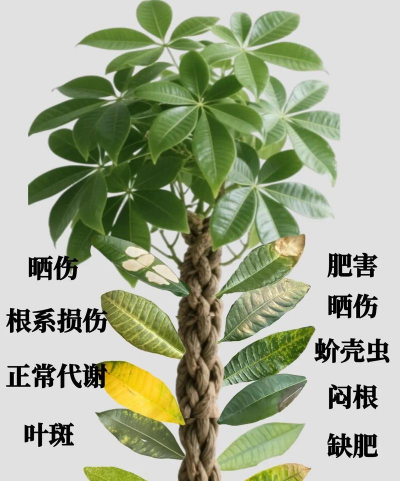 发柴树掉叶子怎么办