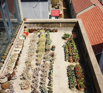 屋顶养花卖