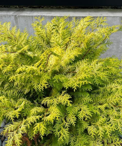 一盆金冠柏大概什么价