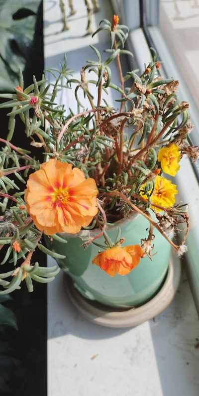 家庭养花用生根粉