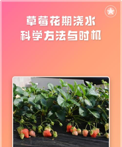 草莓开花如何浇水