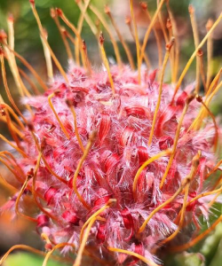 针垫花为什么叫风轮花