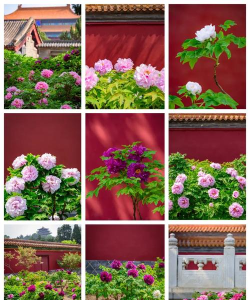 红牡丹花和什么花搭配