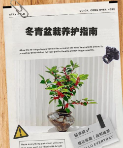 盆栽冬青树什么时候修剪