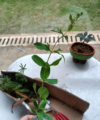 家庭养花用生根粉