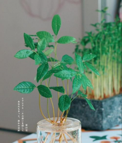 家庭养花用生根粉