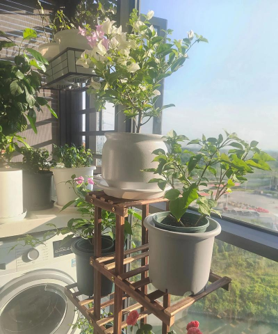 家庭养花用生根粉