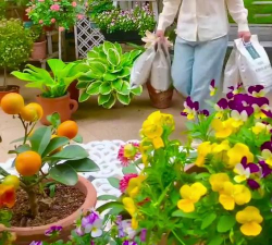 家庭养花用生根粉