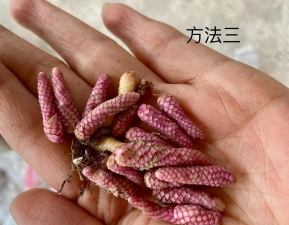 家庭养花用生根粉